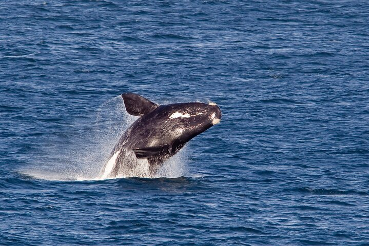 Hermanus Whale Wonders Private Tour: A Majestic Marine Adventure - Photo 1 of 6